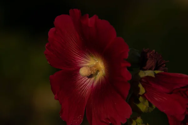 Plano Superficial Una Flor Malva — Foto de Stock