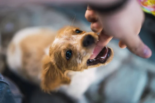 Närbild Sällskapshund — Stockfoto