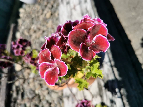 Gros Plan Fleurs Pélargonium Violet Pot — Photo