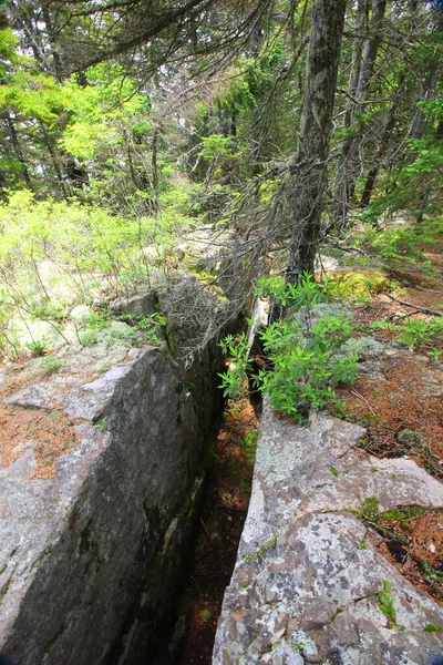 Trilho Mal Península Escolar Parque Nacional Acadia Maine — Fotografia de Stock