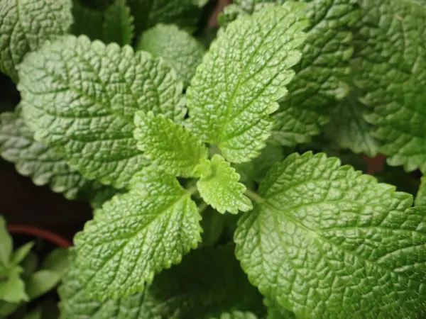 Primer Plano Las Plantas Crecimiento Vegetación Perfecto Para Fondo — Foto de Stock