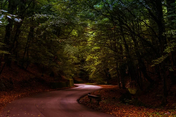 Una Strada Sinuosa Una Foresta Ricoperta Verde Alla Luce Del — Foto Stock