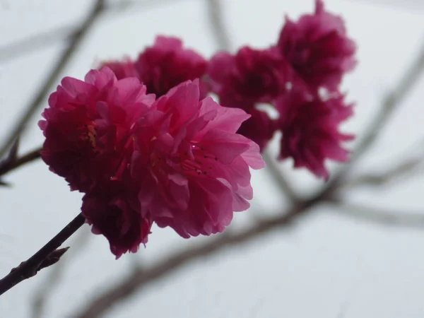 Tiro Close Flores Florescendo Cereja Vegetação — Fotografia de Stock