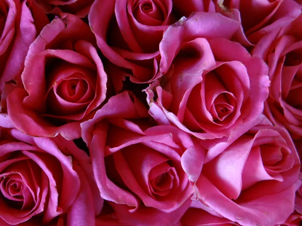 Egy Közeli Kép Virágzó Gyönyörű Rózsákról Egy Csokorban — Stock Fotó