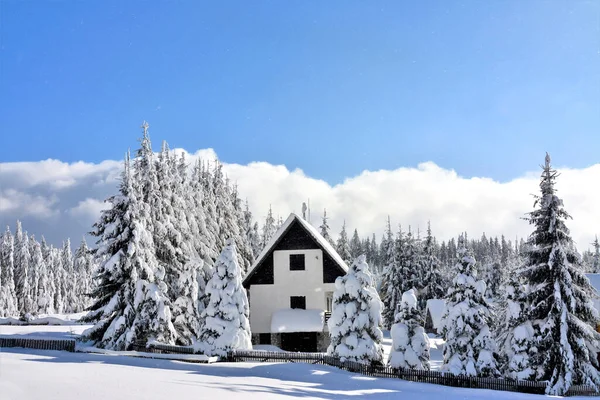 Praid Rumänien Dec 2019 Vinterlandskap Med Stuga Nära Tallar Täckta — Stockfoto