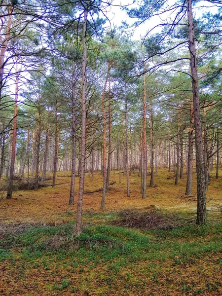 Een Prachtig Shot Sparren Sparren Bos Stilo Polen — Stockfoto