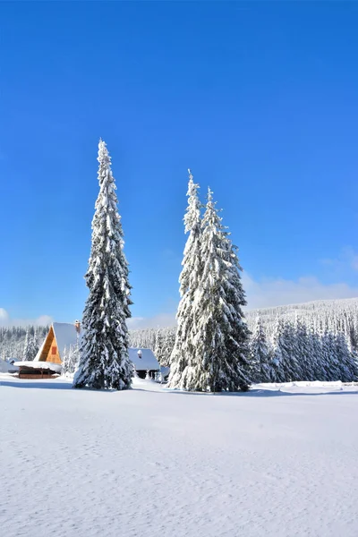 Praid Romania Dec 2019 Winter Landscape Cottage Pine Trees Covered — Stock Photo, Image