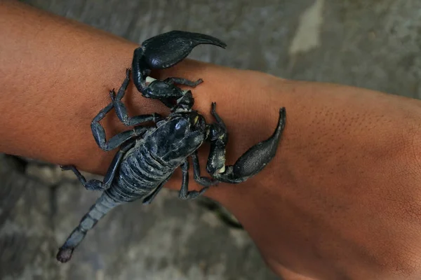 Closeup Shot Black Forest Scorpion Hand — Stock Photo, Image