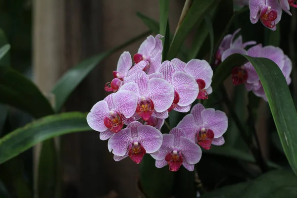 Tiro Bonito Uma Flor Roxa Orchideen Flor Cheia Jardim — Fotografia de Stock