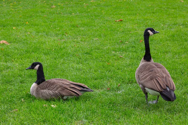 Primer Plano Dos Gansos Canadá Branta Canadensis Prado Uno Sentado —  Fotos de Stock