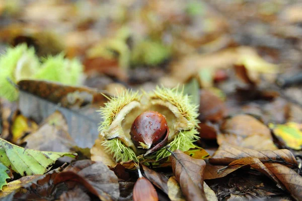 Ett Mjukt Fokus Färsk Fallen Kastanj Och Dess Taggiga Skal — Stockfoto