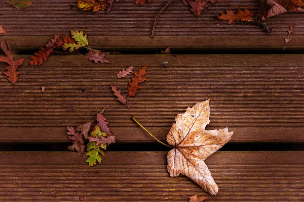 Vrchní Pohled Suché Listy Dřevěném Povrchu Podzim Ideální Pro Tapety — Stock fotografie