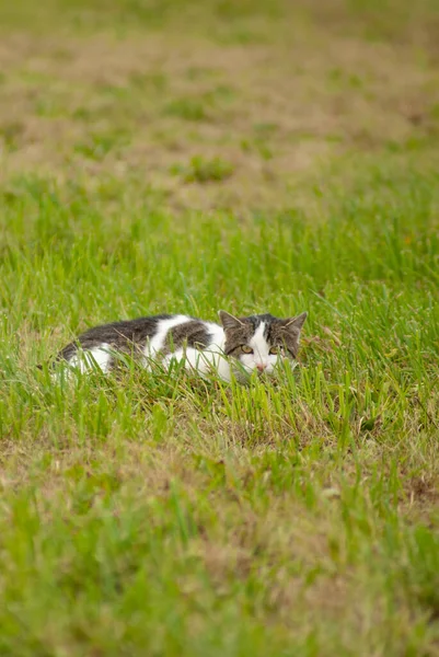 カメラを見ると 畑の真ん中に白い猫と茶色の猫が横たわっていた — ストック写真