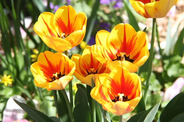 Nahaufnahme Eines Bündels Gelber Und Roter Tulpen Garten — Stockfoto