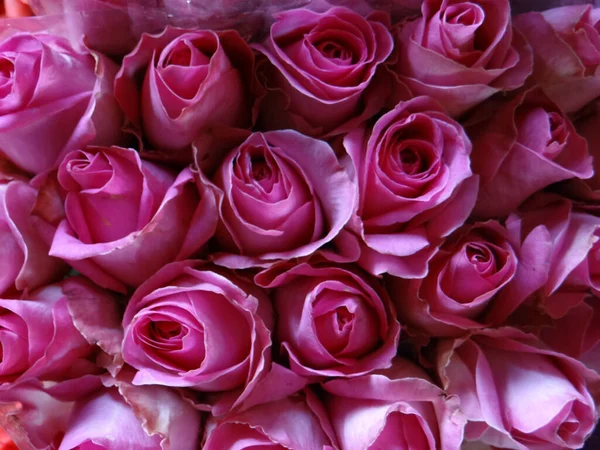 Primer Plano Hermosas Rosas Rosadas — Foto de Stock