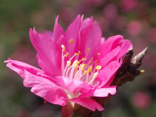 緑の中に咲く桜の花のクローズアップ — ストック写真