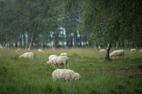 Pastoreio Ovelhas Pastagens Charnecas Entre Bétulas Florestas Segundo Plano — Fotografia de Stock