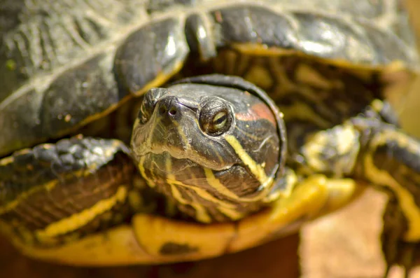 Close Tracheitis Scripta Elegans — Fotografia de Stock