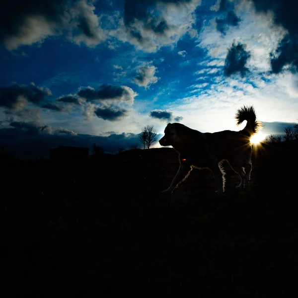 Una Hermosa Toma Perro Caminando Campo Durante Atardecer —  Fotos de Stock