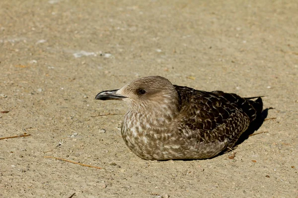 Close Fusco Larus Uma Gaivota Menor Apoiada Preto Livre Durante — Fotografia de Stock