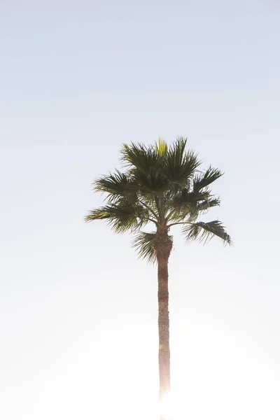 Palmera Parte Superior Del Tronco Hojas Contra Cielo Azul Parte — Foto de Stock