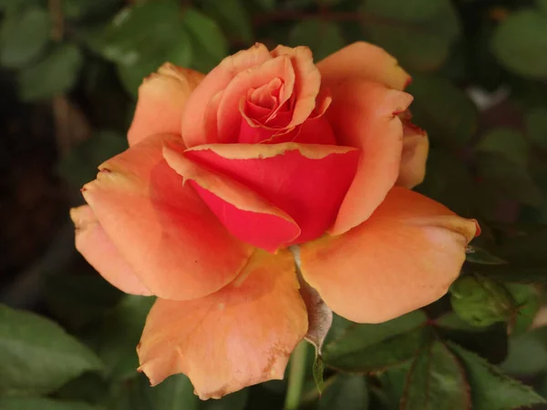 Tiro Close Rosas Florescendo Vegetação — Fotografia de Stock