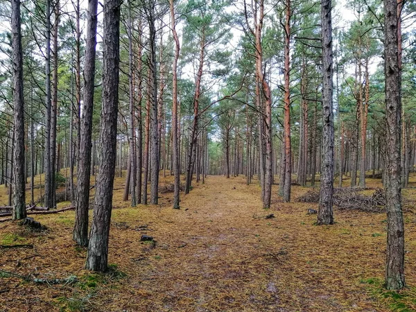 Egy Gyönyörű Fenyőerdőt Stilo Ban Lengyelországban — Stock Fotó