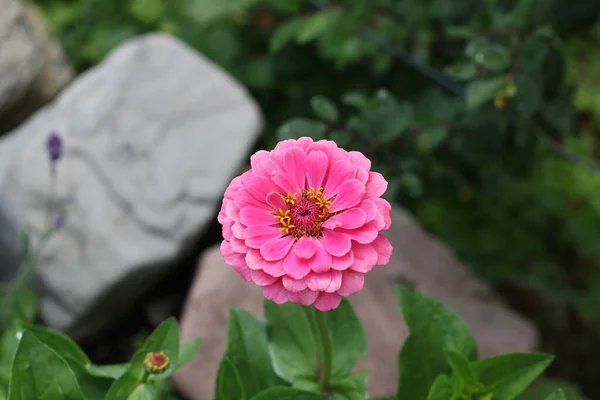 ピンクジニアの開花のクローズアップショット — ストック写真