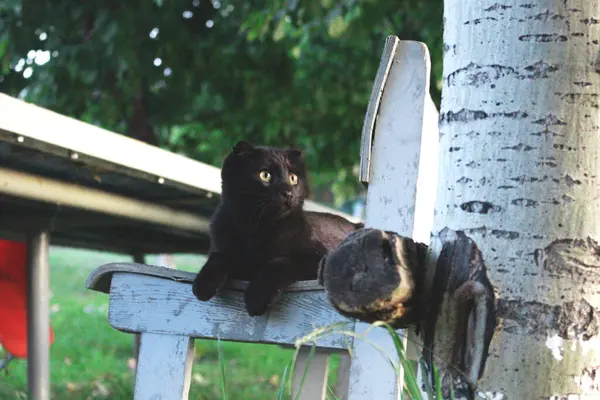 Μια Χαριτωμένη Μαύρη Γάτα Φωτεινά Μάτια Κάθεται Μια Ξύλινη Καρέκλα — Φωτογραφία Αρχείου