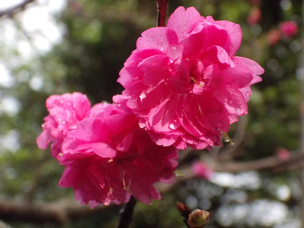 Gros Plan Fleurs Cerisier Fleurs Dans Verdure — Photo