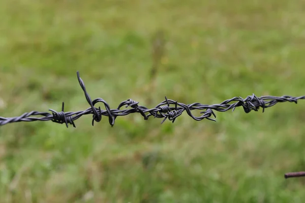 Foco Suave Arame Farpado Contra Campo Verde Desfocado — Fotografia de Stock