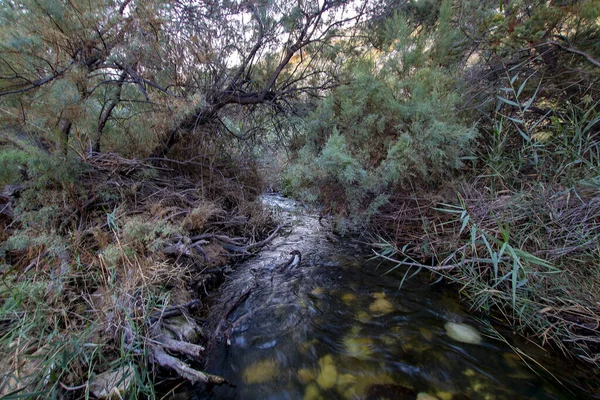 Closeup River Forest Surrounded Greenery — Stock Photo, Image