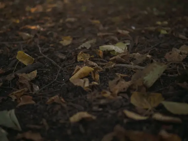 Eine Selektive Fokusaufnahme Von Trockenem Boden Voller Abgefallener Herbstblätter — Stockfoto