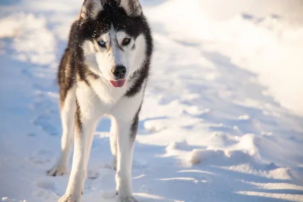 Sibiřský Husky Pes Zasněžené Krajině Během Zimy — Stock fotografie