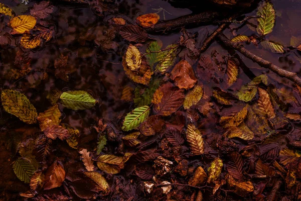 秋に地面に乾いた葉の高い角度のショット 壁紙に最適です — ストック写真