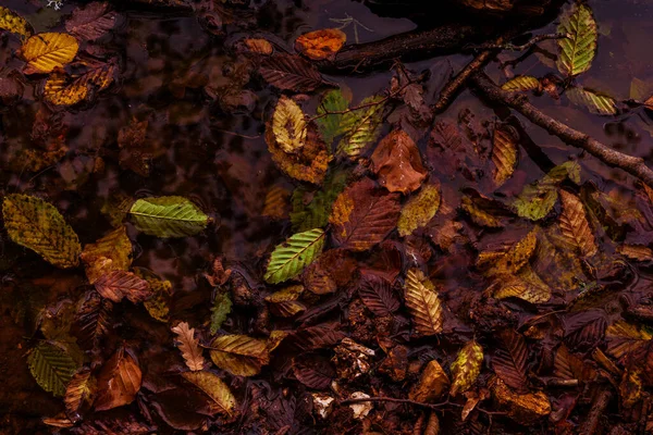 Tiro Alto Ângulo Folhas Secas Chão Outono Perfeito Para Papéis — Fotografia de Stock