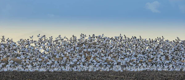 Una Vista Una Bandada Gaviotas Descansando Una Isla Con Fondo —  Fotos de Stock