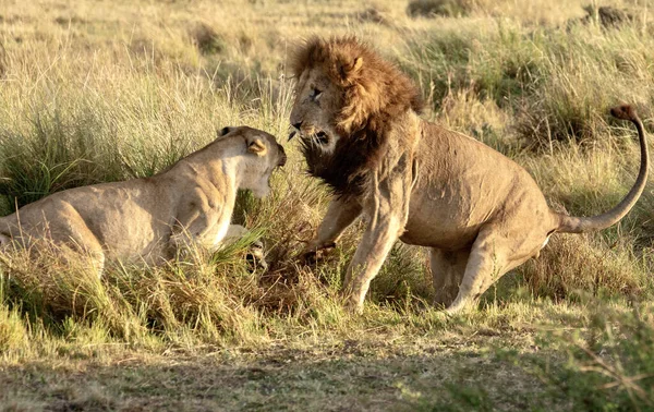 Zbliżenie Ujęcia Kongijskiego Lwa Lwicy Polu — Zdjęcie stockowe