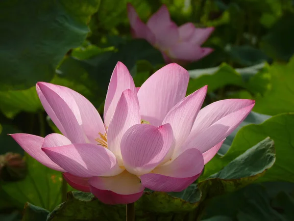 Eine Nahaufnahme Einer Blühenden Lotusblume Grünen — Stockfoto