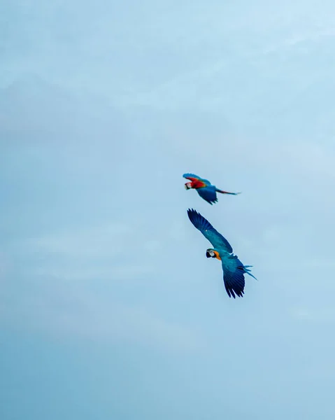 Uma Bela Vista Araras Escarlate Voando Juntos Perto Praia Nas — Fotografia de Stock