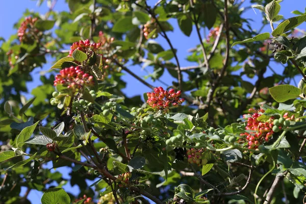枝に果実が熟す高齢者のブッシュのクローズアップ — ストック写真