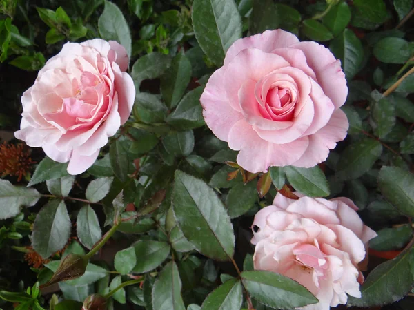 美しいピンクのバラのクローズアップショット — ストック写真