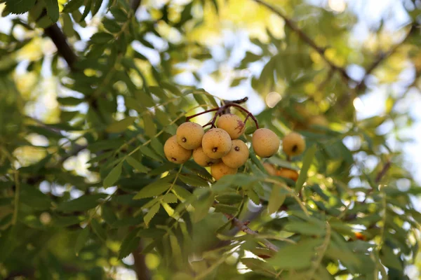 在树枝上有成熟果实的山楂家谱树的特写镜头 — 图库照片