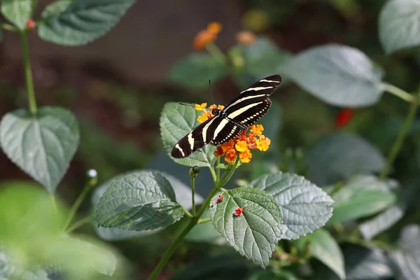 Μια Όμορφη Πεταλούδα Κάθεται Πάνω Λουλούδι Ένα Καλοκαιρινό Κήπο — Φωτογραφία Αρχείου