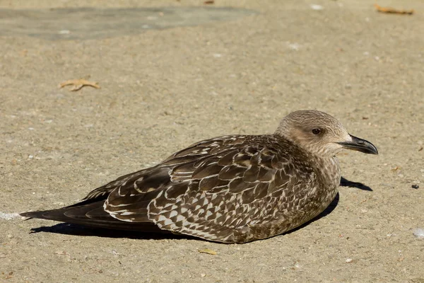 Zbliżenie Mewy Larus Fuscus Lub Mniejszej Mewy Czarnej Świetle Dziennym — Zdjęcie stockowe