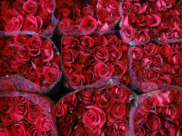 Primer Plano Florecer Hermosas Rosas Ramo — Foto de Stock