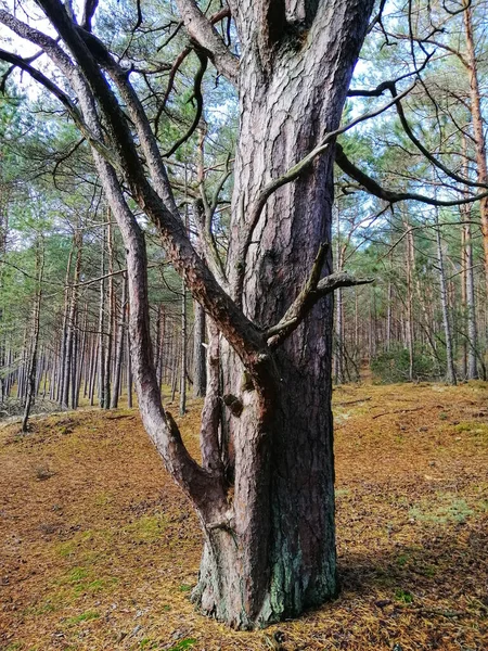 Κάθετη Κοντινή Φωτογραφία Κορμού Δέντρου Στο Stilo Της Πολωνίας — Φωτογραφία Αρχείου