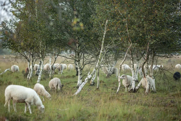 Δέντρα Σημύδας Διασκορπισμένα Τοπίο Χερσότοπων Πρόβατα Βόσκησης Κατά Την Ανατολή — Φωτογραφία Αρχείου