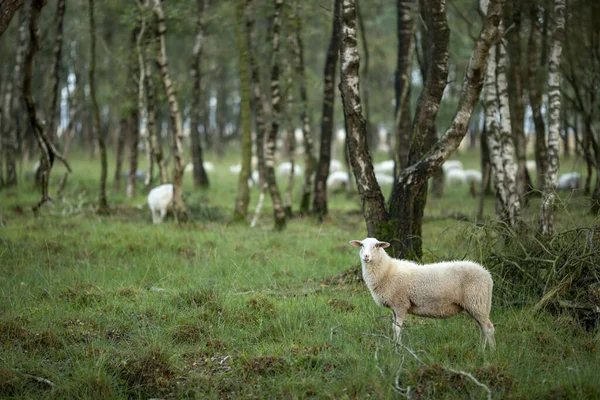 Sheep Looking Camera Birch Tree Forest Background — Stock Photo, Image