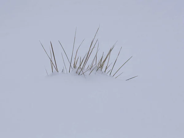 Zbliżenie Zimowe Tło Ciężkim Śniegiem Pokrywającym Suchą Trawę — Zdjęcie stockowe